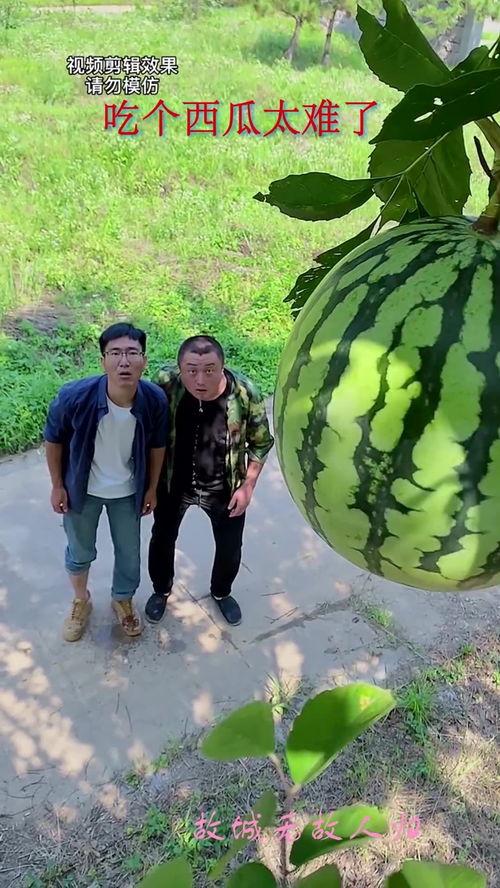 吃瓜群众还得自己摘瓜,揭秘瓜果种植与收获的乐趣