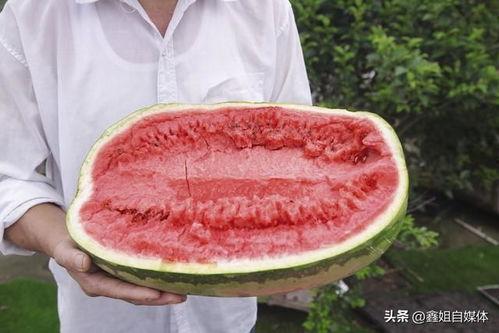 刘大瓜吃心肺,勇敢尝试心肺美食之旅