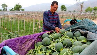 大福镇吃瓜,瓜香四溢，品味夏日田园风情