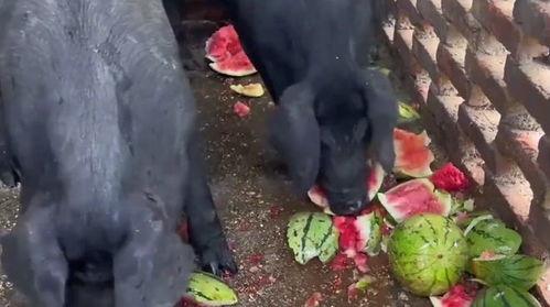自由吃瓜基地组宠,组宠狂欢，欢乐无限