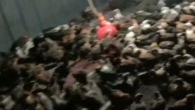 吃绿瓜拉绿屎,绿色瓜果引发绿色排泄奇观揭秘