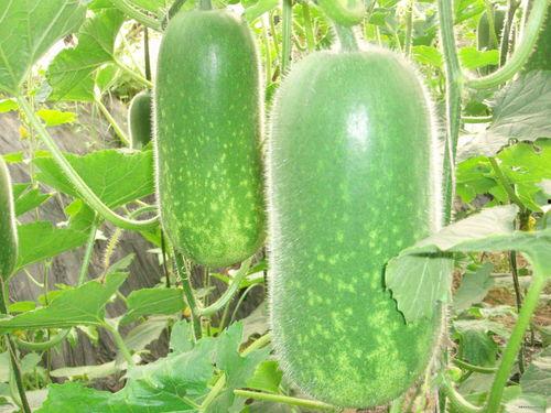 减肥晚上吃小乳瓜,小乳瓜助你轻松减肥