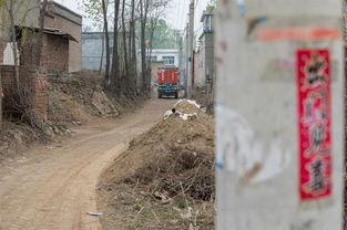 雄县昝岗吃瓜,瓜果飘香里的乡村风情