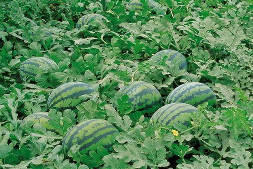 g718吃瓜入口,入口即化的甜蜜诱惑