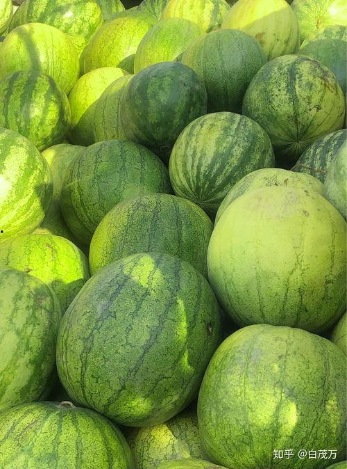 隔夜籽瓜可以吃吗,安全食用指南解析