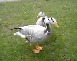 吃瓜鸭衣服,时尚与幽默的完美融合