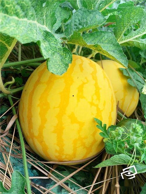 吃美人瓜,美味与营养的完美结合