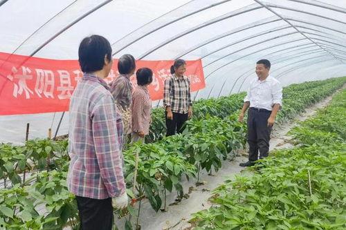 沭阳吃瓜事件,一场网络热议背后的真相揭秘