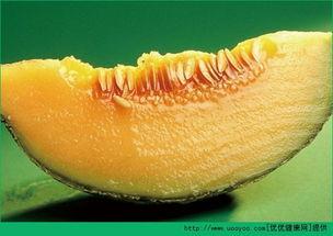 小产两天可以吃哈密瓜吗