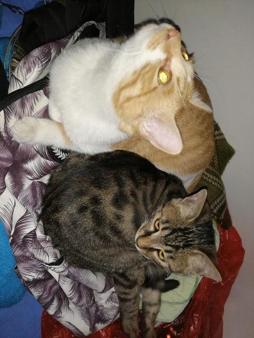 猫吃瓜声控,声控猫吃瓜大揭秘