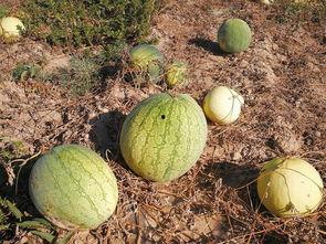 中原果农吃瓜视频