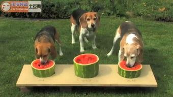 狗狗吃瓜比赛视频,一场欢乐的吃瓜盛宴