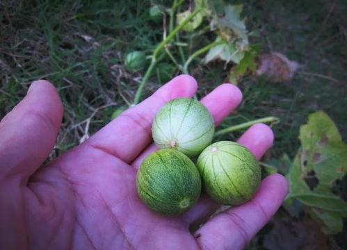 能当水果吃的瓜,盘点那些可当水果食用的美味瓜类
