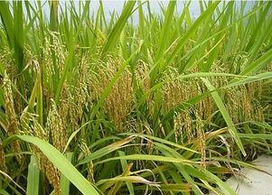 吃谷子瓜,探寻传统农作物的魅力与传承