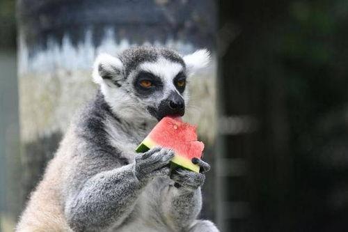 吃瓜动物的视频,趣味视频带你领略自然界的“美食家”