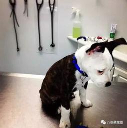 人骗狗吃瓜,一场关于信任与趣味的温馨故事