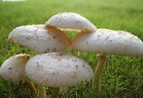 龙瓜菇怎么吃,探索美味与营养的完美结合