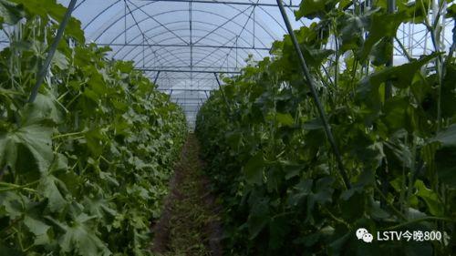 梁山西昌吃瓜,一场别开生面的“吃瓜”盛宴