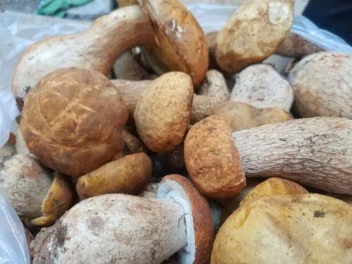 吃菌子能吃瓜吗,探索菌类美食与瓜类搭配的奇妙之旅