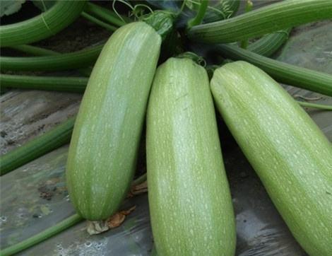 好多瓜可以吃,盘点那些让人垂涎欲滴的美食瓜果